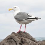 Aqui estão 10 sugestões de títulos de artigos informativos otimizados para SEO sobre seguro de vida: