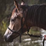 Checklist: O Que Você Precisa Para Montar uma Lista de Leads Qualificados?