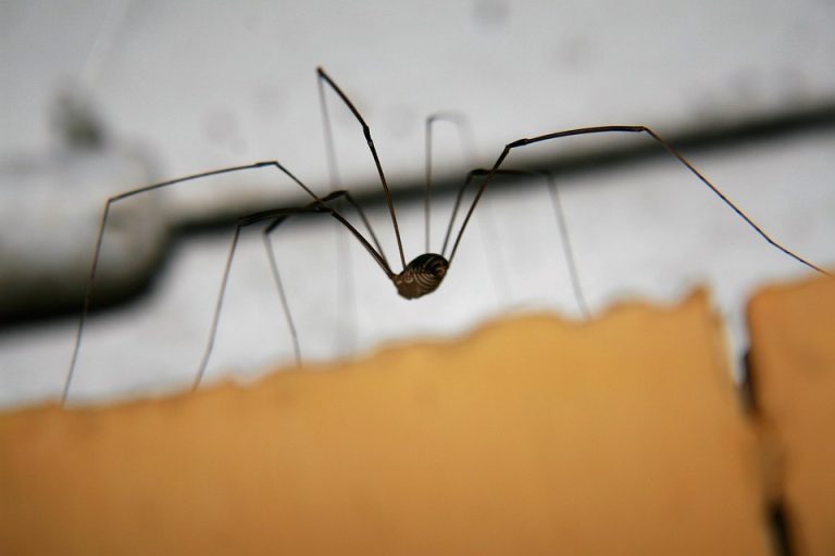 Estratégias e Ferramentas para Descobrir Bens Ocultos de Indivíduos