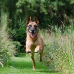 Recall Veicular: Entenda Quando e Por Que Ele Acontece